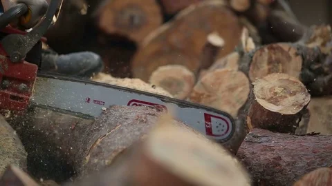 Cutting Pine Tree by Chainsaw Closeup Stock Footage 75460494