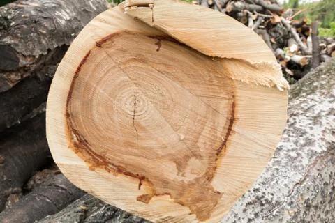 Cutting pine-tree end wood texture with resin Stock Photos