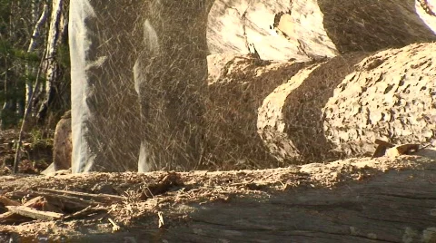 Cutting pine trees with chainsaw 1 (part B)  Stock Footage 133903