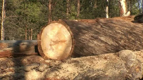 Cutting pine trees with chainsaw 4 Stock Footage 10833463