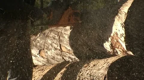 Cutting pine trees with chainsaw 5 Stock Footage 10833473