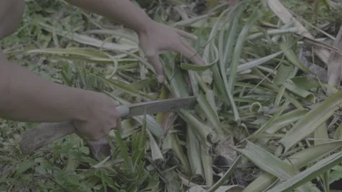 Cutting pineapple plants 스톡 동영상 167373917