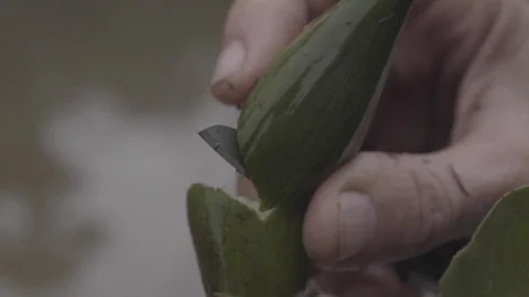 Cutting Plant Stock Footage 99881874