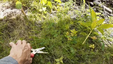 Cutting Plants Stock-Footage 306453946