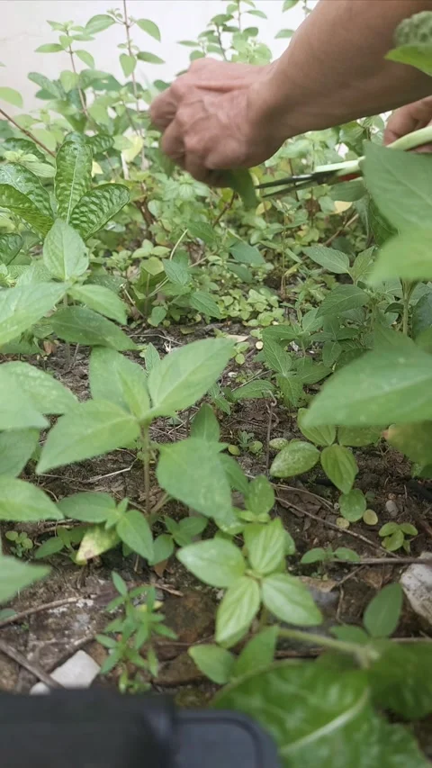 Cutting Plants Stock-Footage 310940209