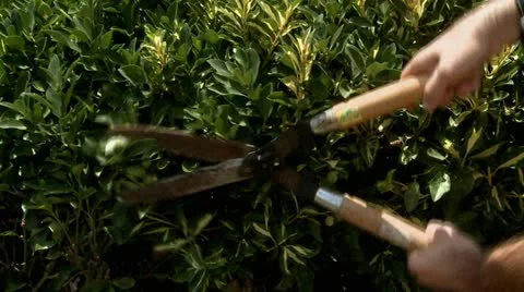 Cutting Plants in a Garden 2 Stock Footage 22384871