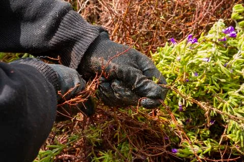 Cutting plants with garden Stock Photos