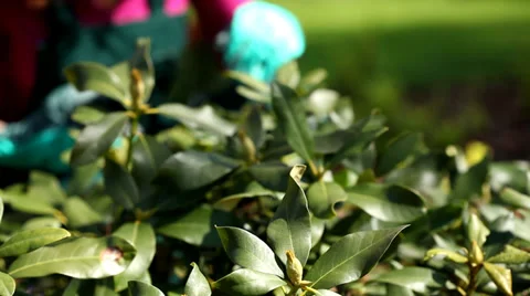 Cutting plants video Stock-Footage 39933651