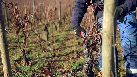 Cutting pluggeds of vines for growth Stock Footage 74467212