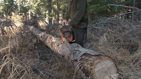 Cutting a Portable Length of Firewood from a Down Tree LOUD Stock Footage 8923738