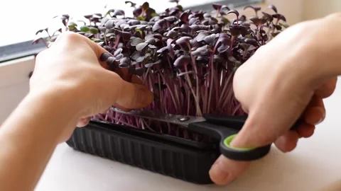 Cutting Radish sango microgreens grown at home on the windowsill. Stock Footage 150634322