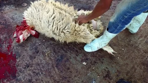 Cutting the ram 2. Stock Footage 77109842