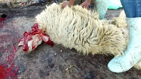 Cutting the ram. Stock Footage 77148037