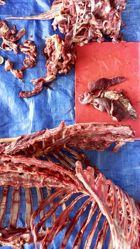 Cutting raw game meat from antelope carcass after successful hunt Stock Footage 344010678