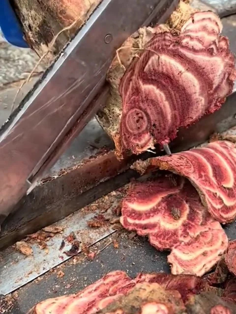 Cutting Red Cedar Wood 動画素材 289240489