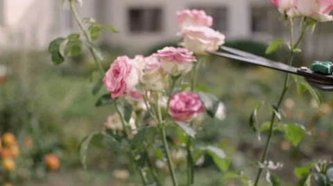 Cutting red roses in the garden Stock Footage 68140103