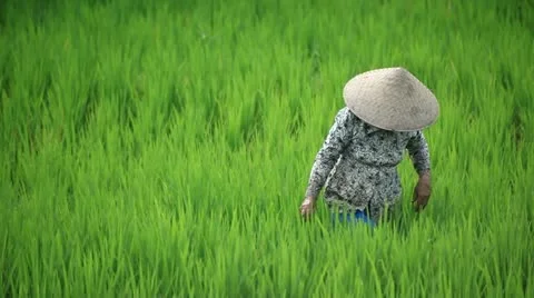 Cutting Rice in Bali Stock Footage 12347446