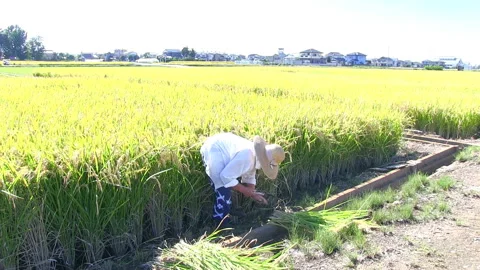 Cutting Rice with a Sickle Stock Footage 327567016