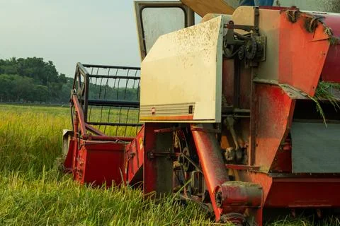 Cutting ripe paddy which automatically packs and separates the straw Stock Photos