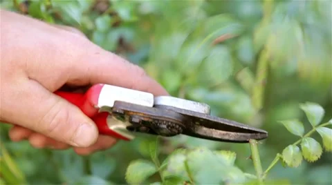 Cutting a rose branch Stock Footage 60677130