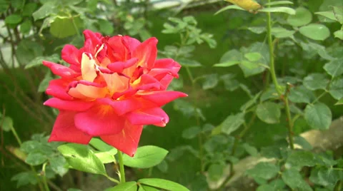Cutting the rose bushes Stock Footage 32348681