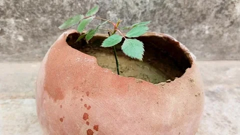 Cutting rose plant growing in the pot or small rose plant new leaf Stock Footage 254528853