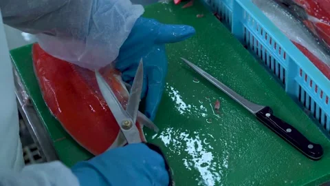 Cutting salmon fillets for packaging at a fish factory. Video stock 158630591