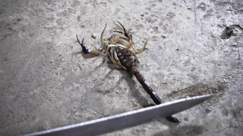 Slo-Mo Footage Shows How Scorpions Strike, Smart News