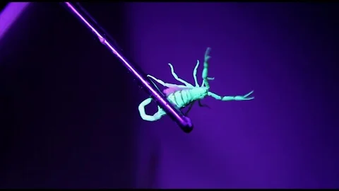 Cutting Scorpion Under Black Light Video stock 96467058