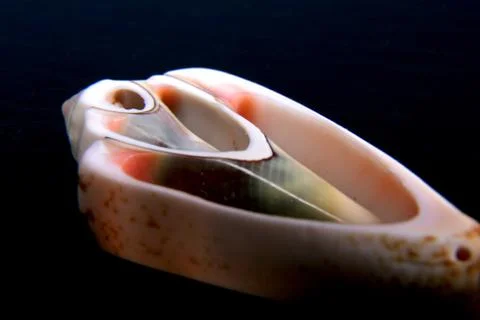 Cutting sea-shell Stock Photos