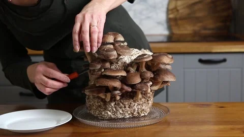 Cutting Shiitake mushrooms, Lentinula edodes growing in home kitchen. 스톡 동영상 149030133