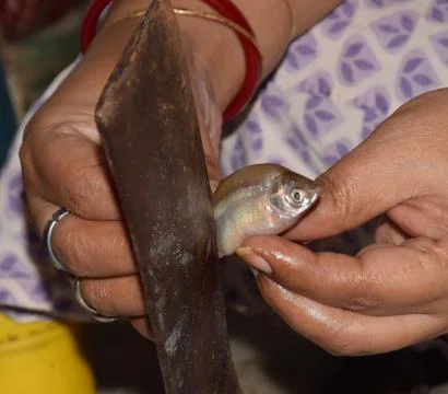 Cutting Shot of a Fish Foto stock
