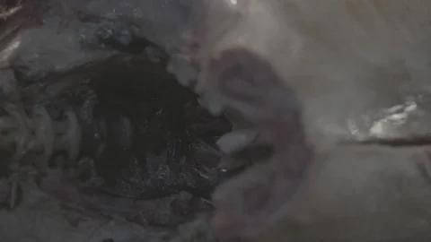 Cutting Slices From A Large Tuna Fish At The Tsukiji Fish Market In Japan3 Video stock 101315854