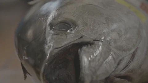 Cutting Slices From A Large Tuna Fish At The Tsukiji Fish Market In Japan7 Video stock 101319008