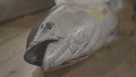 Cutting Slices From A Large Tuna Fish At The Tsukiji Fish Market In Japan15 Video stock 101322531