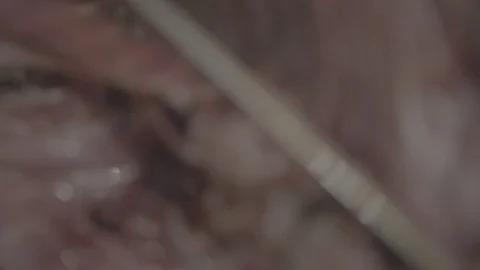 Cutting Slices From A Large Tuna Fish At The Tsukiji Fish Market In Japan10 Video stock 101323012