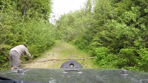 Cutting small tree off road with Silky BigBoy 2000 Stock Footage 173352341