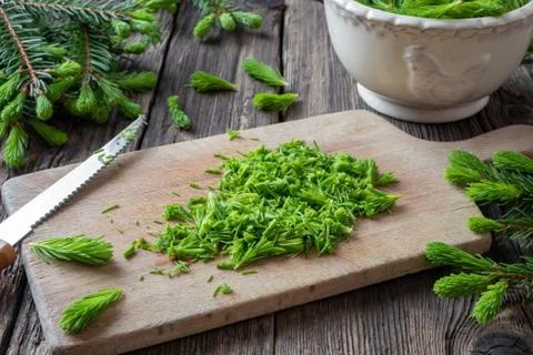 Cutting up spruce tips to prepare syrup Stock Photos