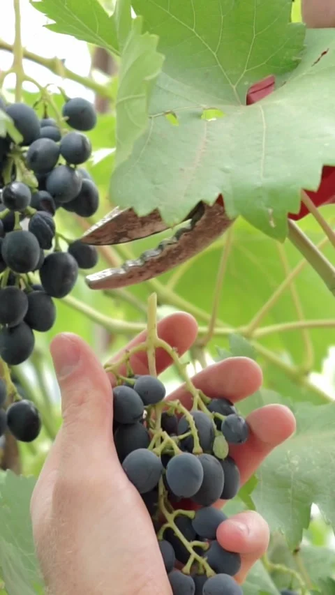 Cutting stem of dark grape bunch with pruning shears Stock Footage 346640596