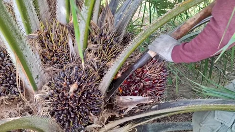 Cutting Stem of Oil Palm Fruit Bunch with Sharp Chisel Stock Footage 340186963