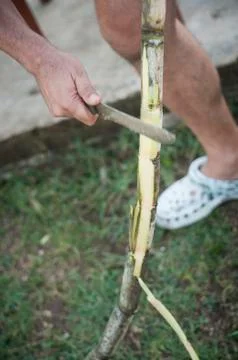Cutting sugar cane Stock Photos