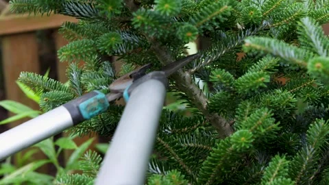 Cutting a thick spruce branch with loppers. Seasonal garden work. Stock-Footage 342556368