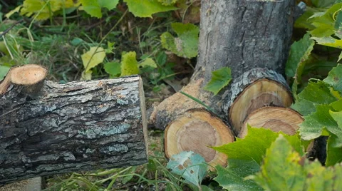 Cutting through wood with chainsaw Stock Footage 68189099