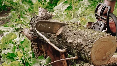 Cutting through wood with chainsaw. Vídeos de archivo 80904500