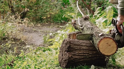 Cutting through wood with chainsaw. Vídeos de archivo 80904678