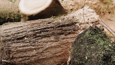 Cutting through wood with chainsaw. Vídeo Stock 80905664