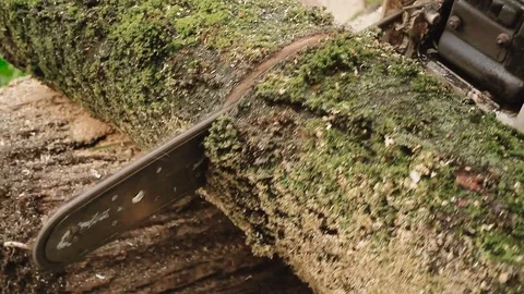 Cutting through wood with chainsaw. Stock Footage 80907439