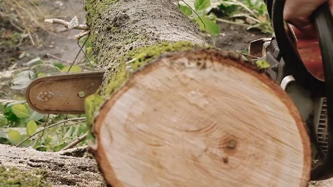 Cutting through wood with chainsaw. Vidéo 80909244