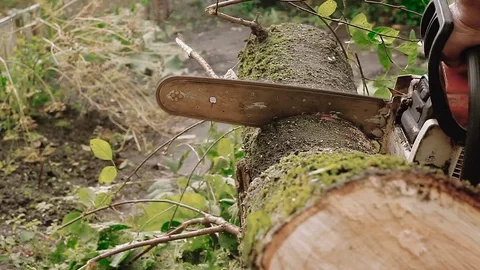 Cutting through wood with chainsaw. Stock Footage 80909494