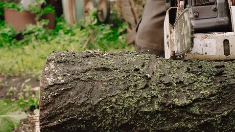 Cutting through wood with chainsaw. Vídeo Stock 80909563
